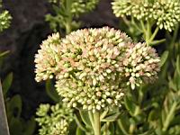 Orpin x September Glut - Sedum spectabilis (fam Crassulacees) (2) (Photo F. Mrugala)